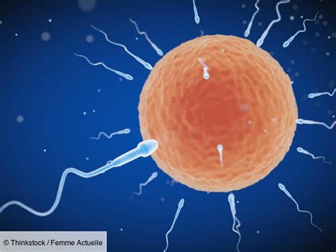 combien de temps survit un spermatozoïde|Spermatozoïdes : taille, durée de vie, nombre